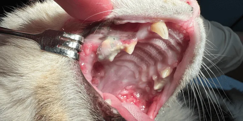 猫の慢性歯肉口内炎イメージ