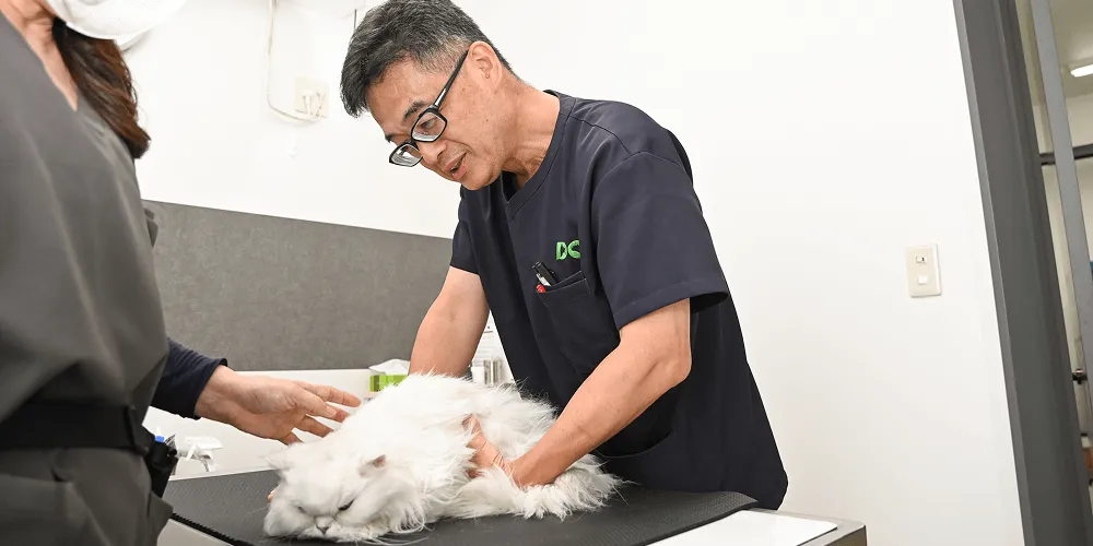 DCC動物病院 浜松三方原 院長：廻谷 宏治の写真